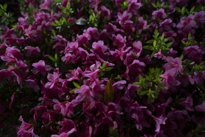 夜の花